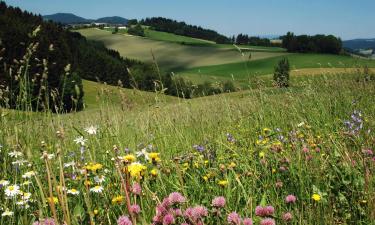 Viešbučiai mieste Freištadtas