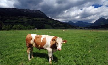 Leiligheter i Bad Mitterndorf