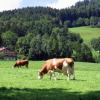 Lejligheder i Lindenberg im Allgäu