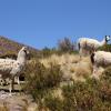 Khách sạn ở Cochabamba