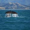 Auberges de jeunesse à Kaikoura