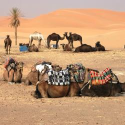 M'Hamid El Ghizlane 24 tented camps