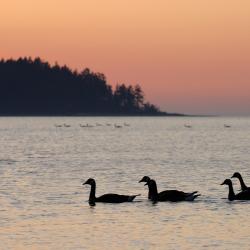 Nanoose Bay 5 penginapan layan diri