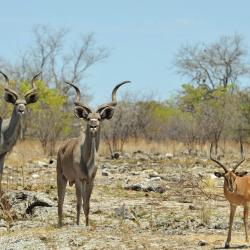 Otavi 4 rumah tamu