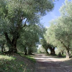 Arpino 5 lauku saimniecības