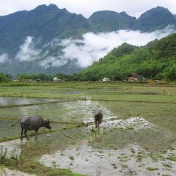 Mai Chau 5 resorts