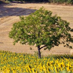 Montaigu-de-Quercy 4 apartmana