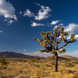 Joshua Tree 16 khách sạn có tiện nghi dành cho người khuyết tật