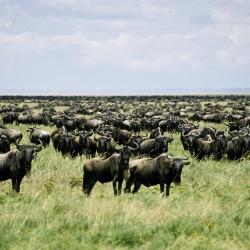 Parco Nazionale del Serengeti 9 lodge