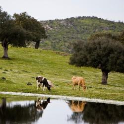 Monesterio Ladanjske kuće (4)