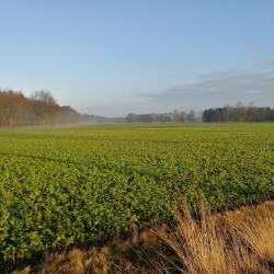 Bocholt 4 campsite