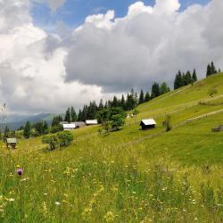 Poiana Negrii 3 viesu nami