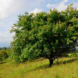 Švet 20 apartmana