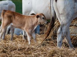 Agriturismo Al Girasole, farm stay sa San Donato