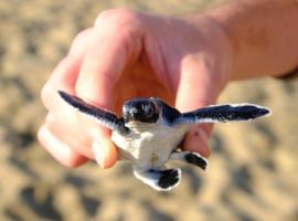 Java Turtle Lodge Meru Betiri, hotel uz plažu u gradu 'Banyuwangi'