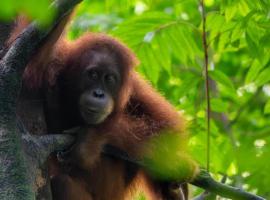 Lawang Inn Restaurant & Jungle Trek, hotel en Bukit Lawang