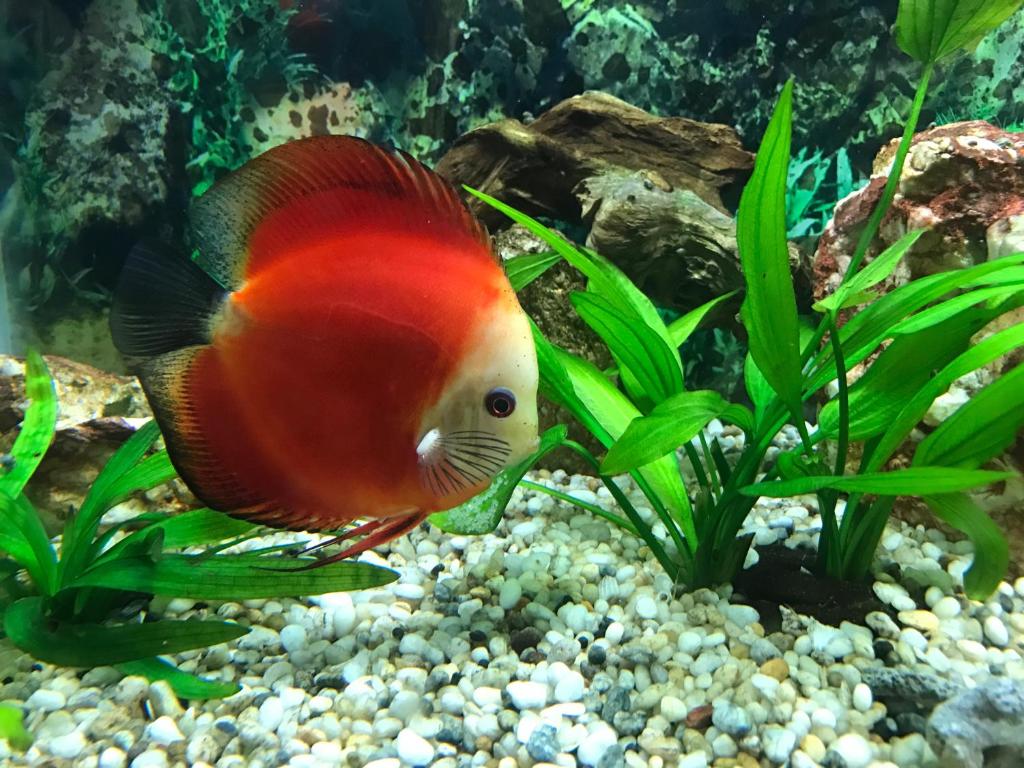 un pez payaso en un acuario en Sunny A Hotel, en Hue