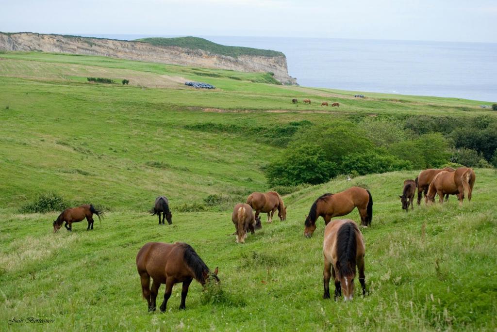 een kudde paarden die grazen in een grasveld bij Posada Punta Ballota in Suances