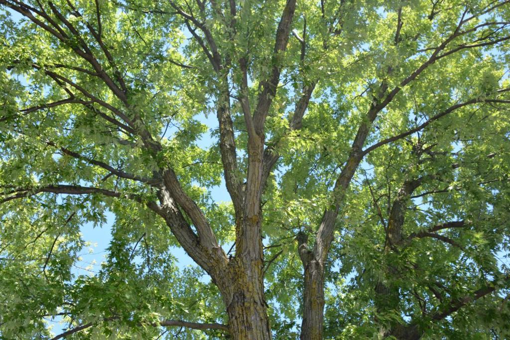 ein großer Baum mit grünen Blättern darauf in der Unterkunft Motel Chez Nous in Laval