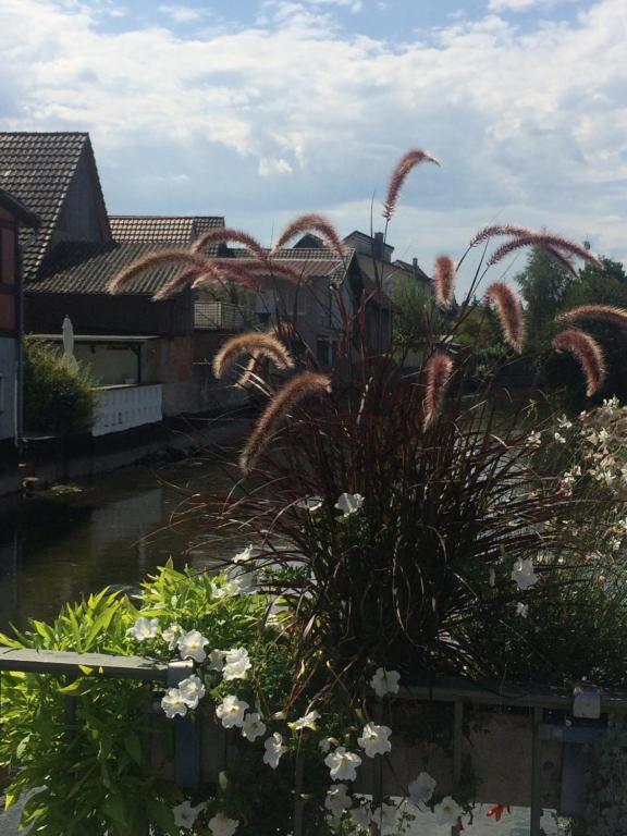 un jardin avec des plantes et des fleurs devant les maisons dans l'établissement Moments Apartment, à Rust