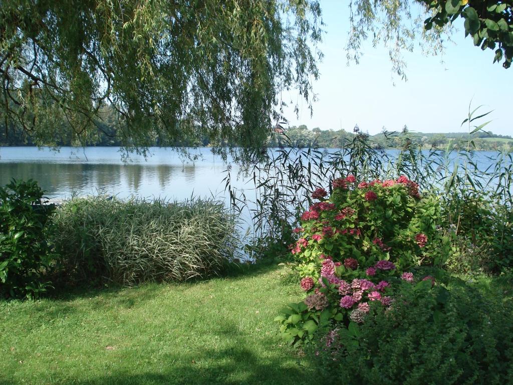 布隆Ferienwohnung am Schöhsee的鲜花盛开的水体景