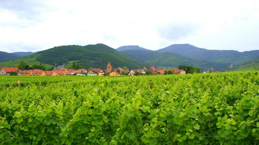 ein grünes Feld mit Häusern und Bergen im Hintergrund in der Unterkunft Chambre d'Hotes Le Vogelgarten in Sigolsheim