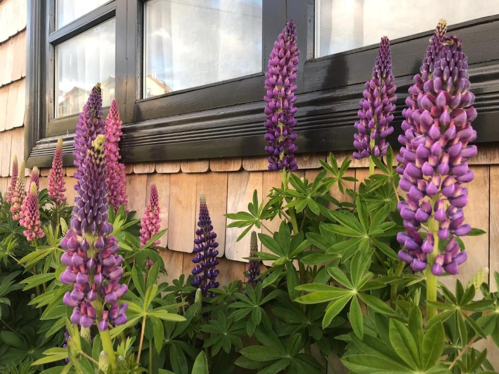 um ramo de flores roxas em frente a uma casa em El Establo em Puerto Natales