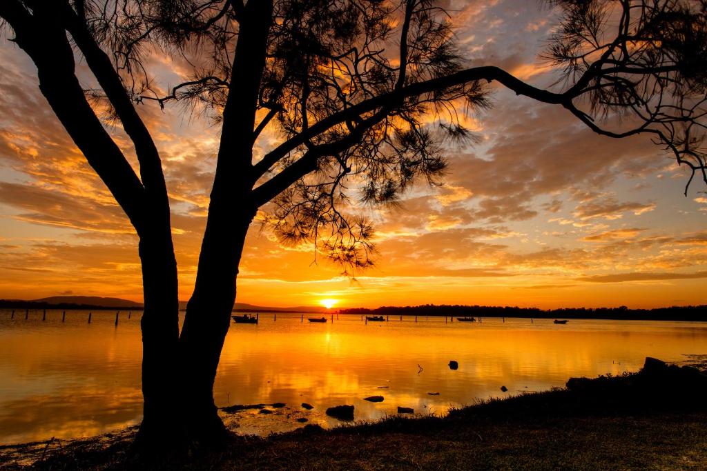 un árbol frente a un lago al atardecer en Lakeside Forster Holiday Park and Village, en Forster