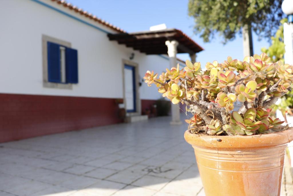 uma planta em um pote em frente a uma casa em Monte do Parral em Santiago do Cacém