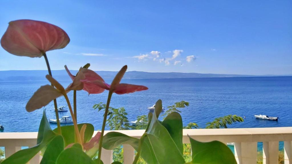 une plante avec vue sur l'océan dans l'établissement Apartments Neda, à Omiš