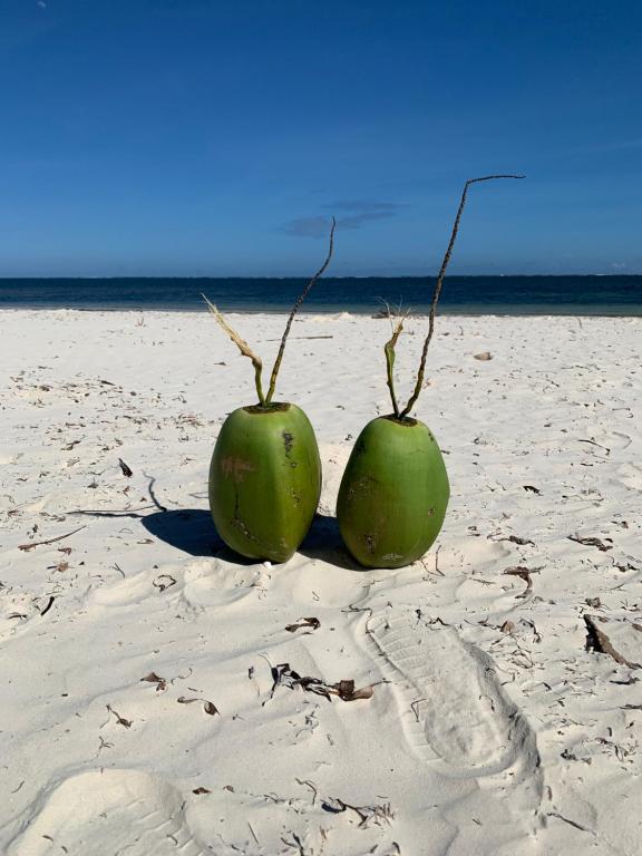 duas frutas verdes sentadas na areia na praia em Mombasa Vacations Beach Studio B11 em Mombaça