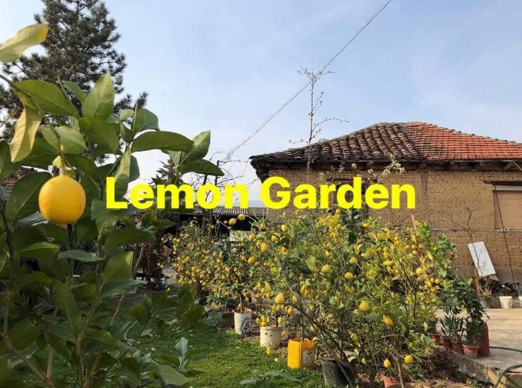 Vrt ispred objekta Lemon Garden