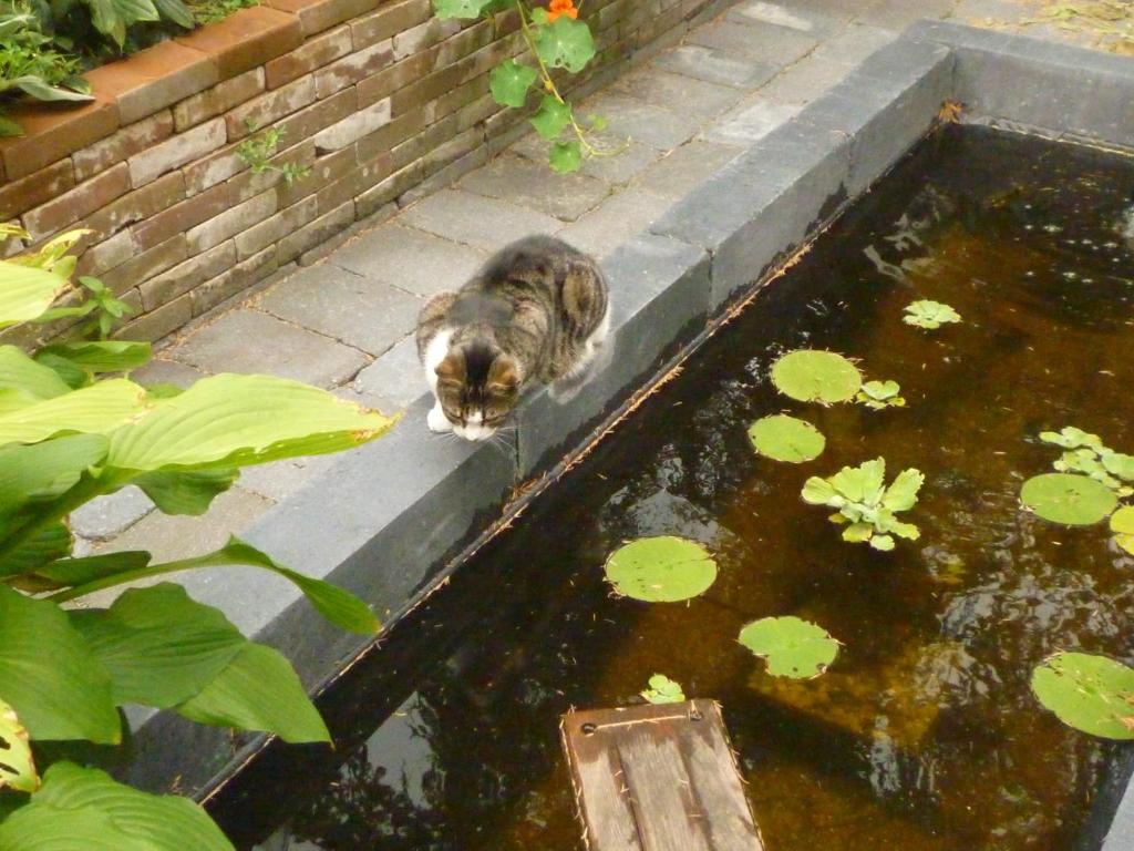 O grădină în afara Cessinas