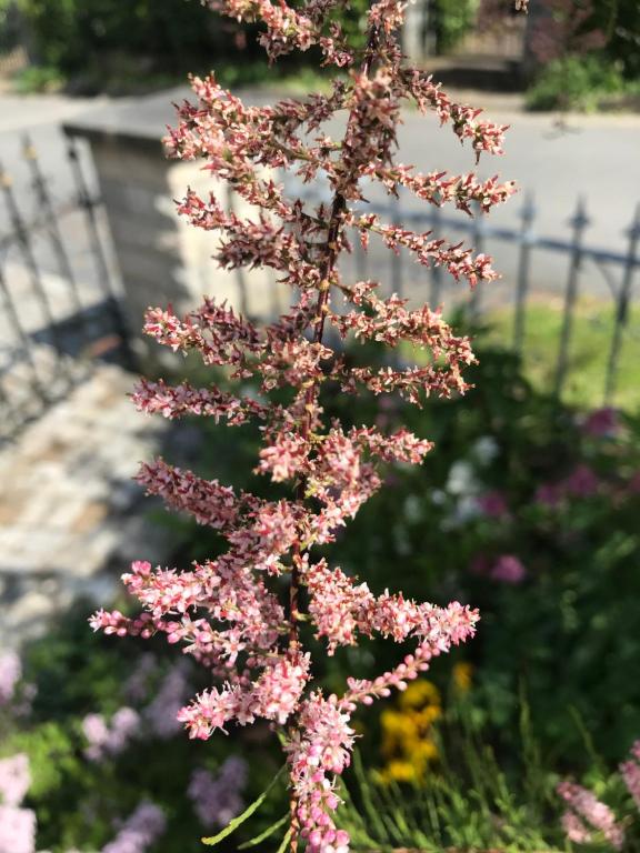 une plante avec des fleurs roses dans un jardin dans l'établissement Ferienwohnung Gürth, à Kleinhennersdorf