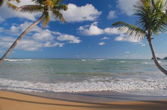 twee palmbomen op een strand met de oceaan bij Hotel Atlantis in Las Terrenas