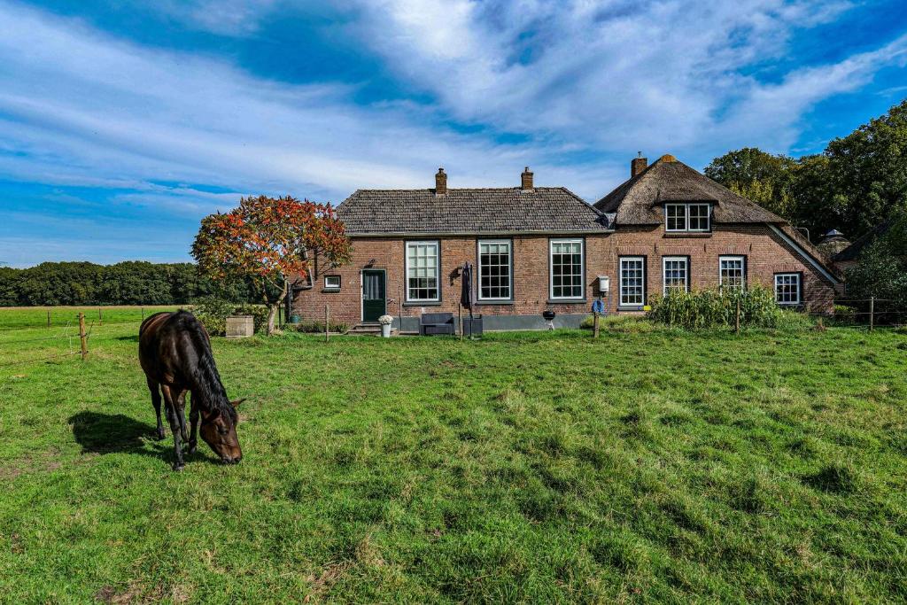 ein Pferd, das auf einem Feld vor einem Haus weidet in der Unterkunft Tranquility Farm in Dalfsen