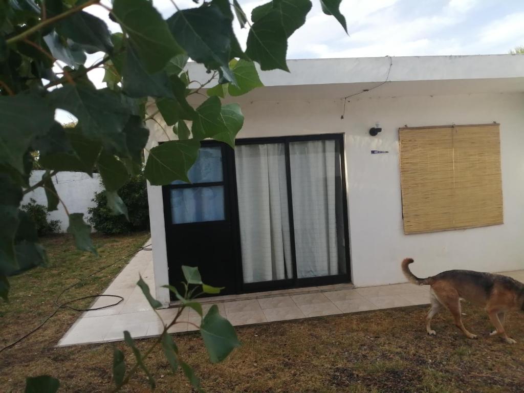 un chat marchant devant une maison dans l'établissement Atlantic 10, à Atlántida