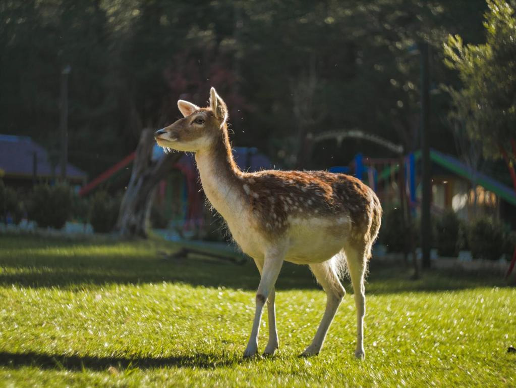 Animais no resort ou nos arredores