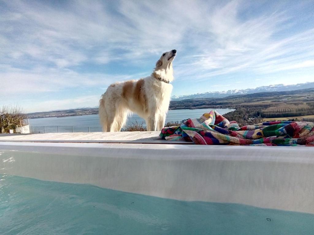 Husdjur som bor med gäster på Swiss Borzoi House