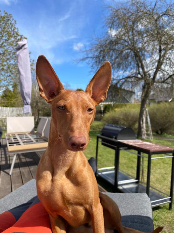 a brown dog sitting on a blanket next to a table at Silja in Pärnu