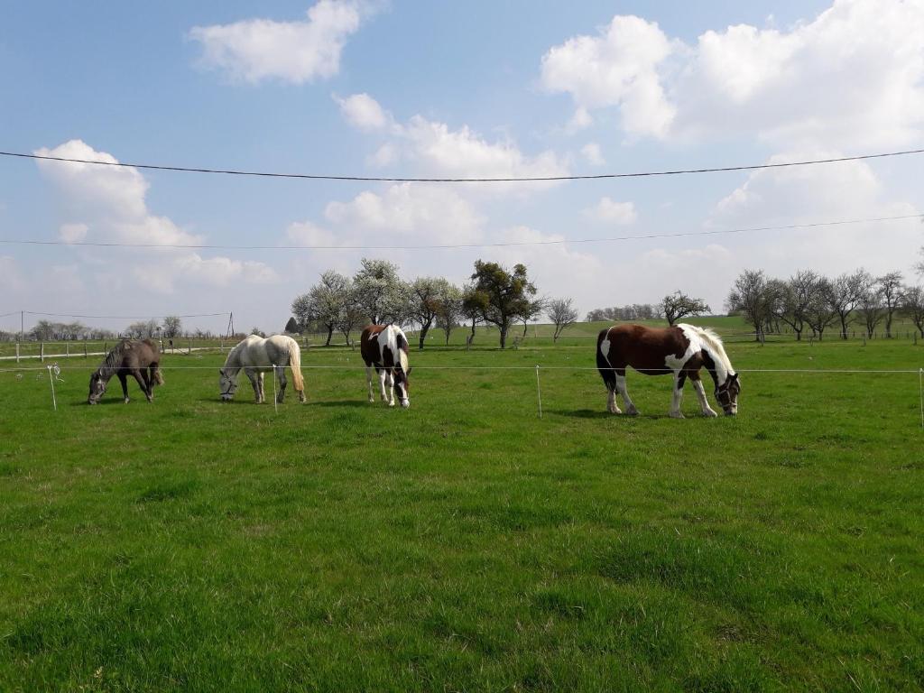 Gîte La Besse, Claudon في Claudon: مجموعة من الخيول ترعى في حقل من العشب