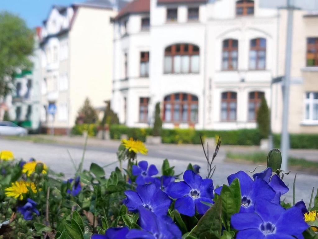 Un jardín fuera de Kamienica pod Kasztanami Świnoujście (Usedom Insel)