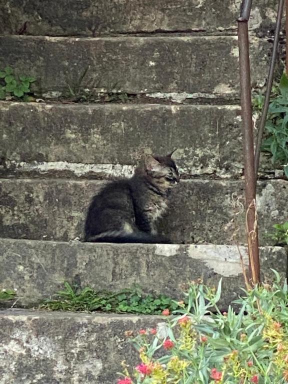 Pet o mga pet na naka-stay kasama ang mga guest sa A la Maladière