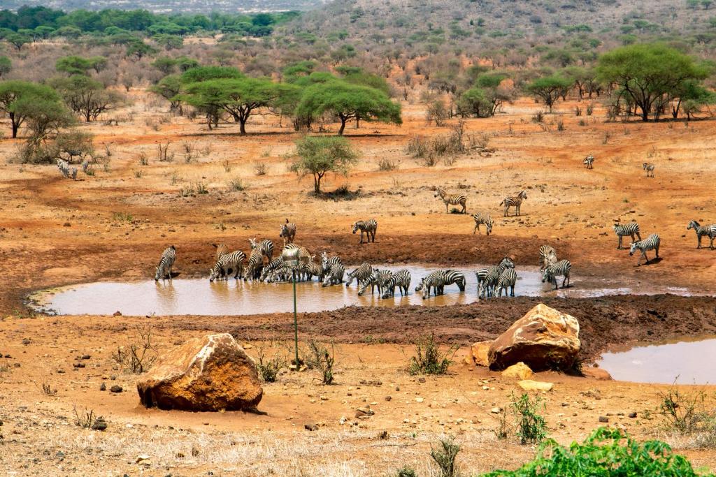 una manada de cebras y otros animales en un abrevadero en Kilaguni Serena Safari Lodge, en Tsavo