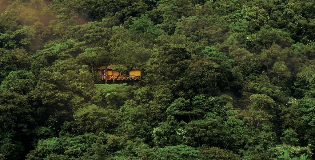 ein Baumhaus mitten im Wald in der Unterkunft Vythiri Resort in Vythiri