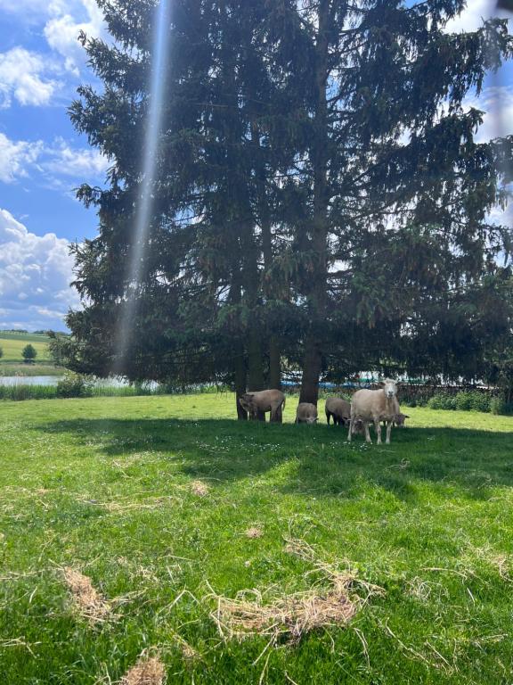 un groupe d’animaux se tenant dans un champ sous un arbre dans l'établissement Yary Yurt, à Všeruby