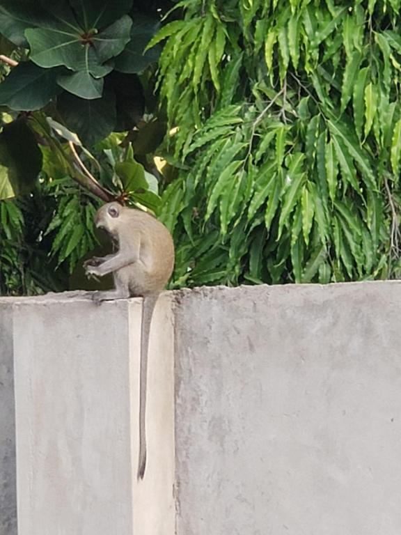 un oiseau assis au-dessus d'un mur en béton dans l'établissement Bella Breeze2 -Diani Beach Kenya, à Diani Beach