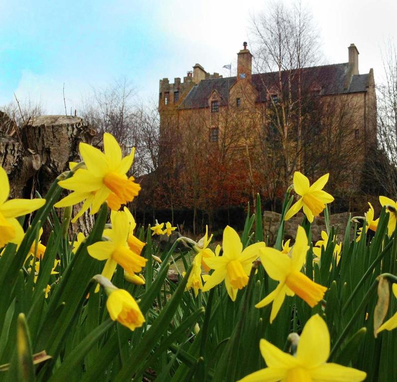 um campo de flores amarelas com um castelo ao fundo em The Manor at Plane Castle em Falkirk