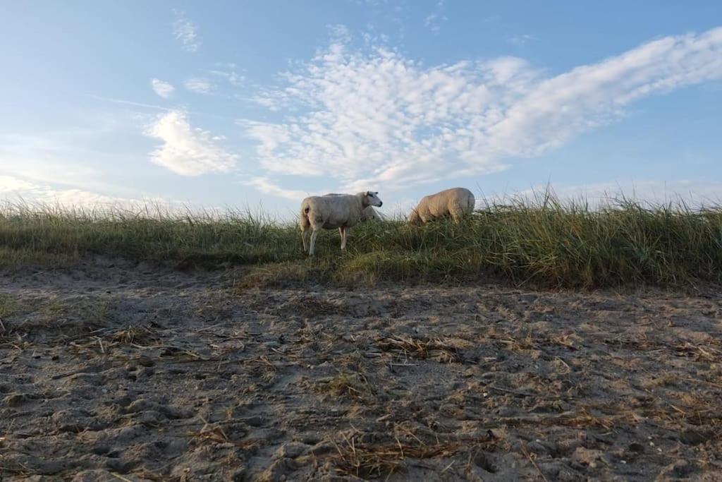 dos ovejas de pie en la cima de una colina en Erholung auf der Deichschäferei mit Deichblick, en Wangerland