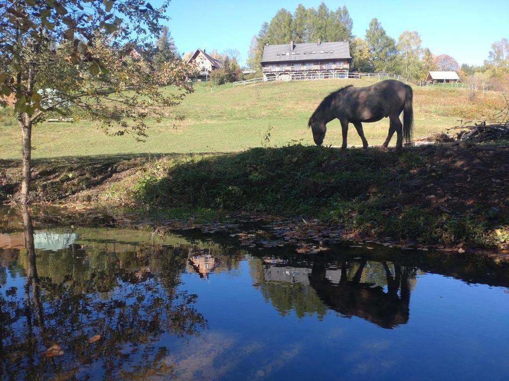 un cavallo che pascola accanto a un corpo idrico di Cudne Manowce a Wetlina